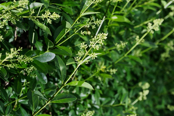 Storbladig liguster 125-150 cm