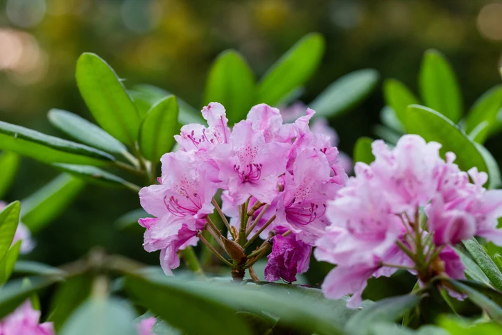 Rhododendron 'Roseum Elegans' 40-50 cm
