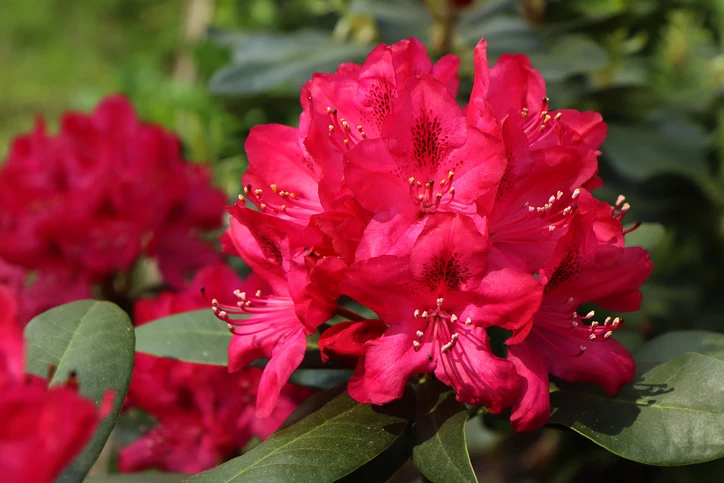 Rhododendron 'Nova Zembla' 40-50 cm