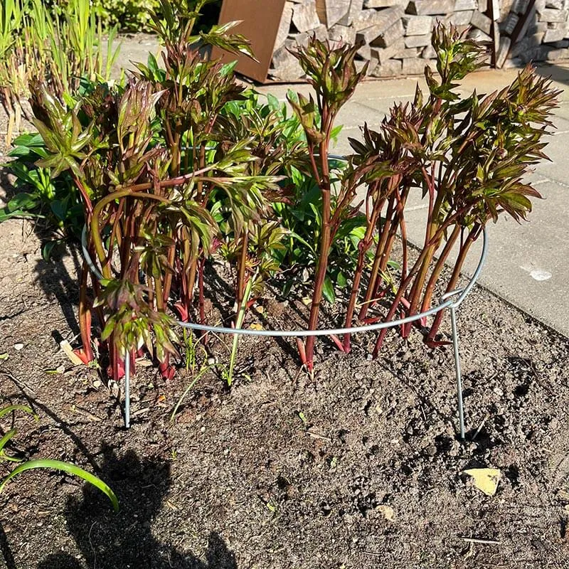 Perennhållare i galvaniserat järn Ø20-60 cm