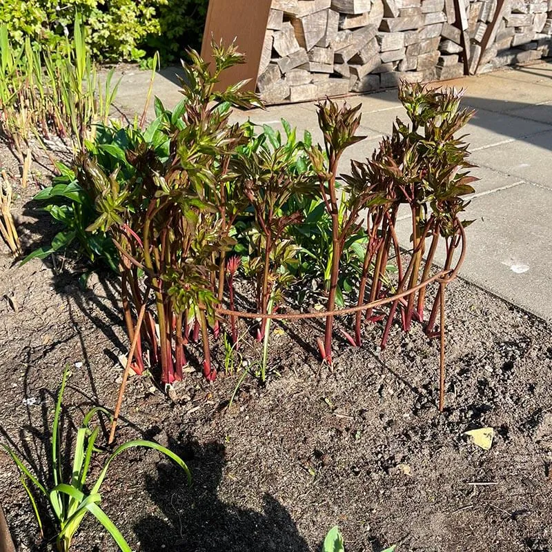 Perennhållare i rostjärn Ø20-60 cm