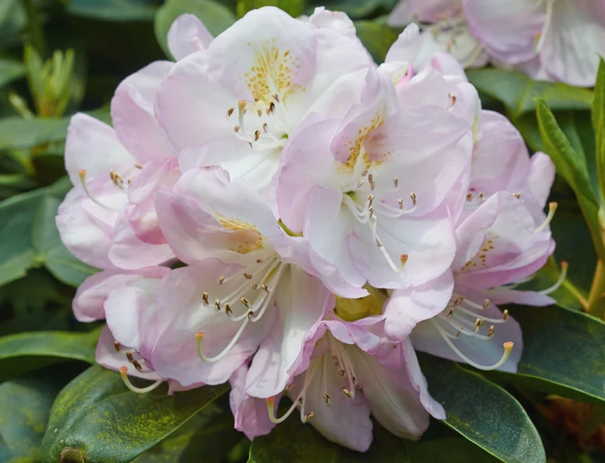 Rhododendron 'Gomer Waterer' 40-50 cm