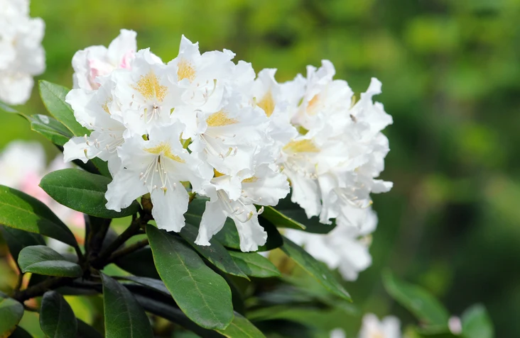 Rhododendron 'Cunningham's White' 50-60 cm