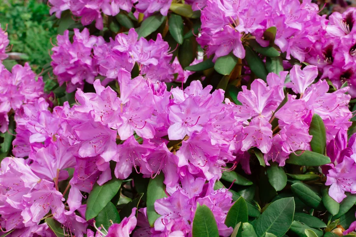 Rhododendron 'Catawbiense Grandiflorum' 50-60 cm