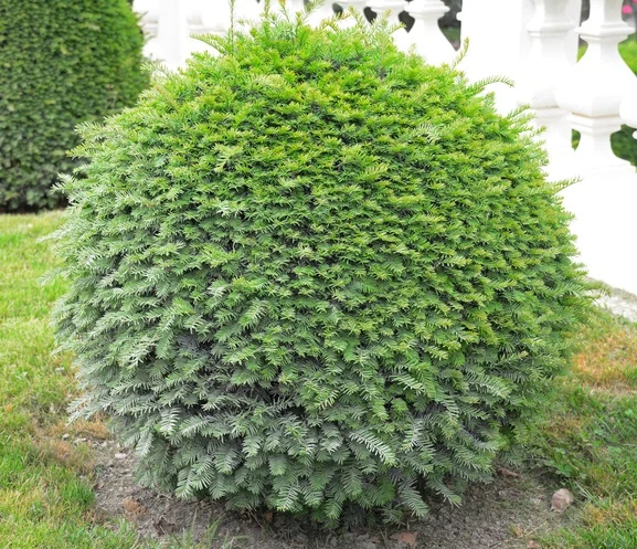 Idegran Klot 30-35 cm