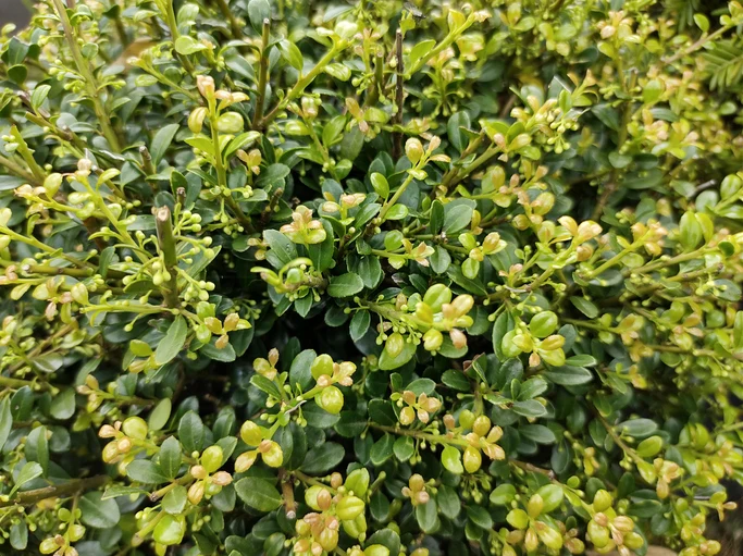 Japansk järnek 'Glorie Gem' Klot 40-50 cm