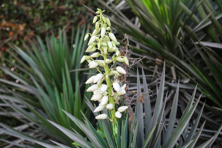 Tråd-yucca (Kruka 3 liter)