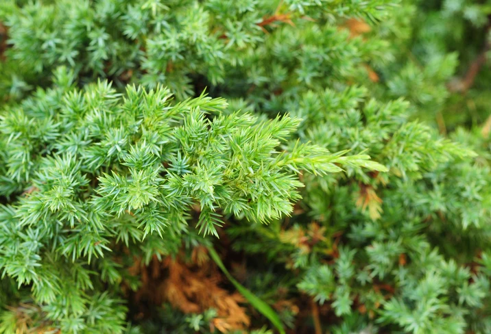 En 'Green Carpet' 20-30 cm