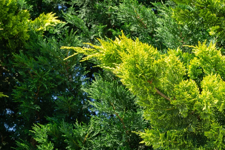 Leylandcypress 100-125 cm