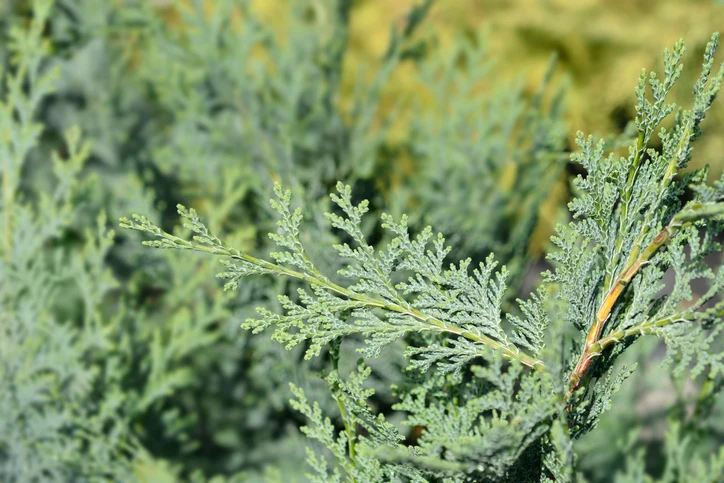 Ädelcypress 'Columnaris' 125-150 cm