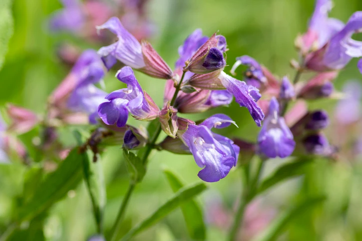 Kryddsalvia 'Berggarten' (Kruka 3 liter)