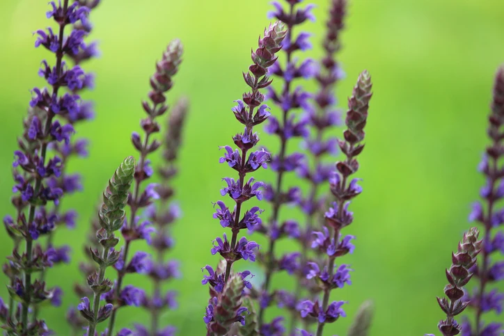 Stäppsalvia 'Ostfriesland' (Kruka 3 liter)
