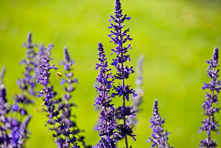 Stäppsalvia 'Mainacht' (Kruka 3 liter)