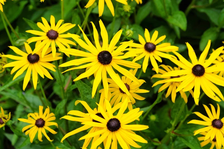Strålrudbeckia 'Goldsturm' (Kruka 3 liter)
