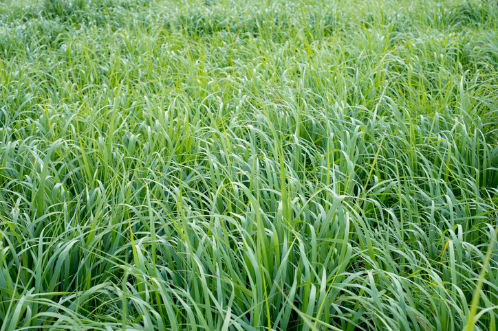 Rörsvingel 'Northwind' (Kruka 5 liter)