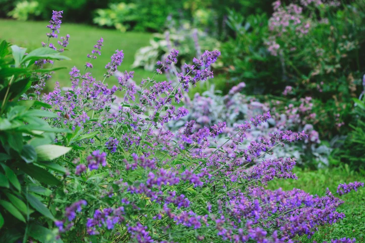 Kantnepeta 'Walker's Low' (Kruka 3 liter)