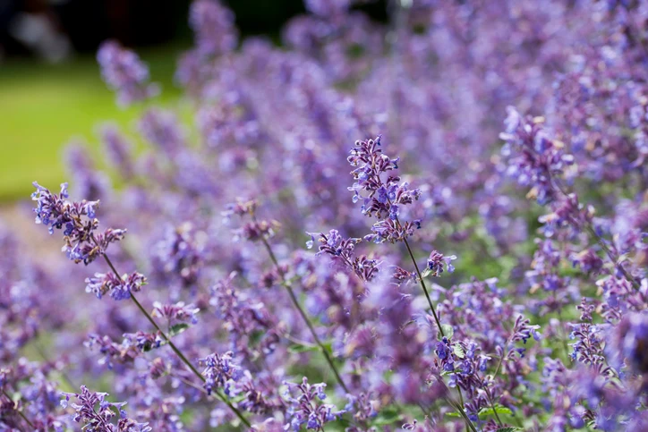 Kantnepeta 'Six Hills Giant' (Kruka 3 liter)