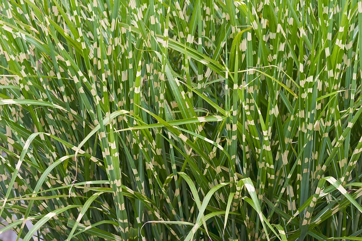 Glansmiskantus 'Zebrinus' (Kruka 5 liter)