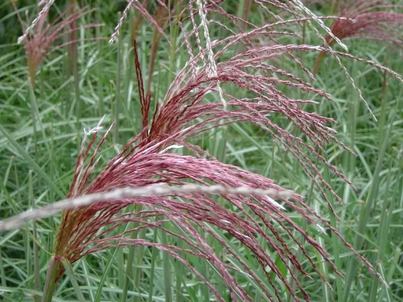 Glansmiskantus 'Malepartus' (Kruka 3 liter)