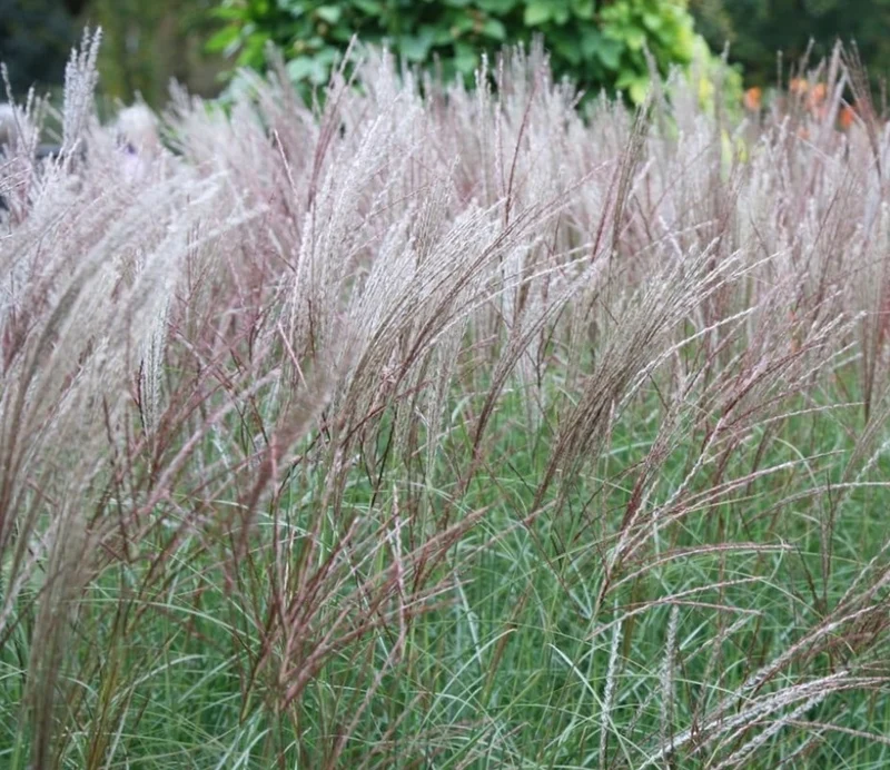 Glansmiskantus 'Kleine Silberspinne' (Kruka 3 liter)