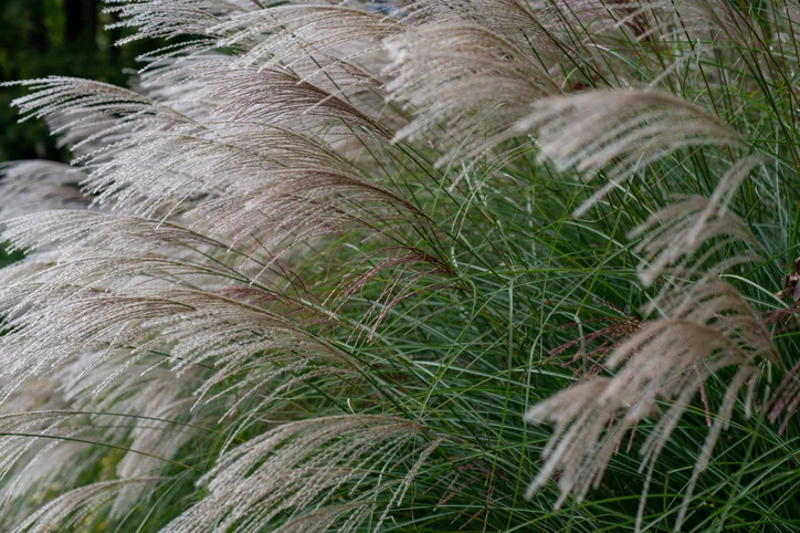 Glansmiskantus 'Kleine Fontäne' (Kruka 5 liter)