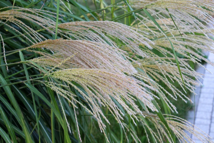 Glansmiskantus 'Gracillimus' (Kruka 5 liter)