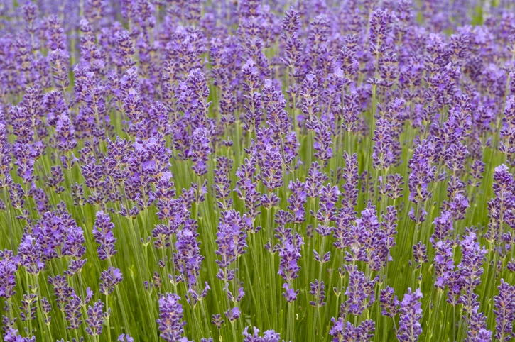 Lavendel 'Munstead' (Kruka 3 liter)