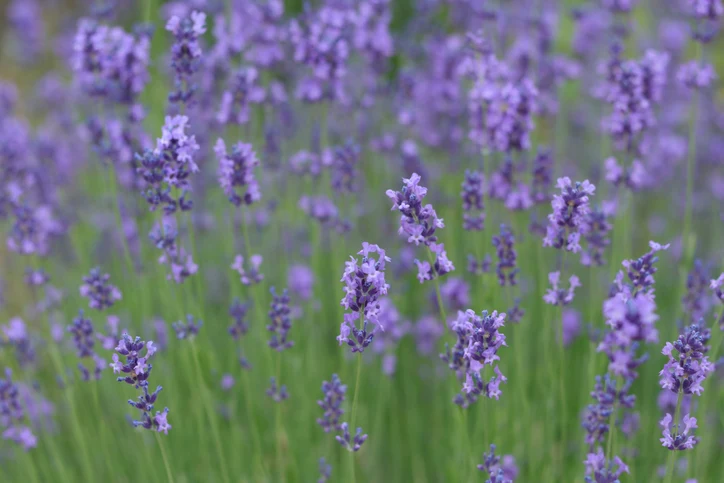 Lavendel 'Hidcote' (Kruka 3 liter)