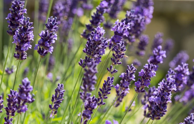 Lavendel (Kruka 3 liter)