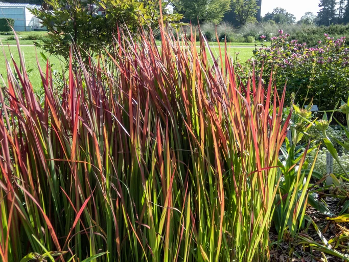 Japanskt blodgräs 'Red Baron' (Kruka 3 liter)