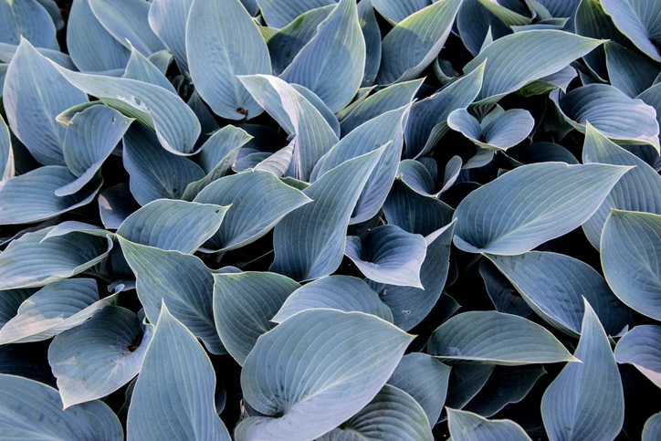 Funkia 'Halcyon' (Kruka 3 liter)