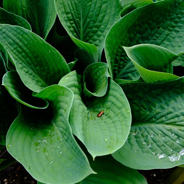 Blåfunkia 'Frances Williams' (Kruka 3 liter)