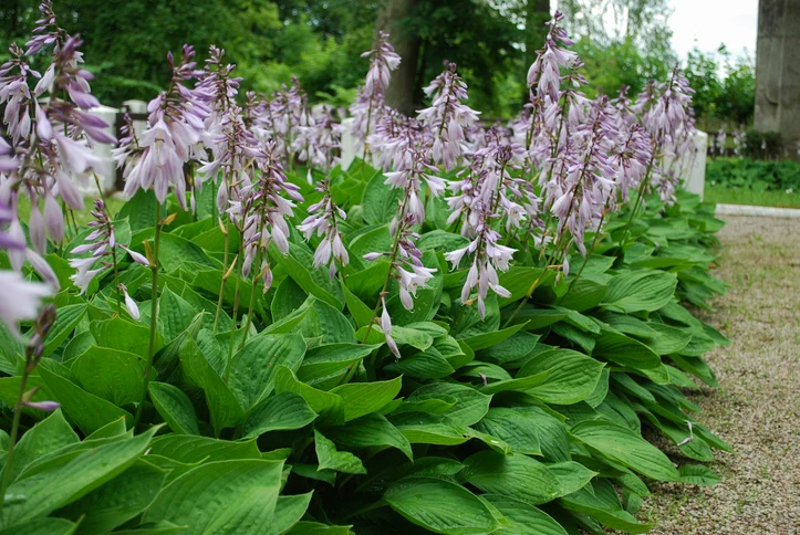 Blåfunkia 'Elegans' (Kruka 3 liter)