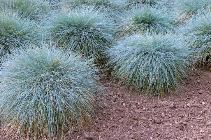 Blå kungssvingel 'Elijah Blue' (Kruka 3 liter)