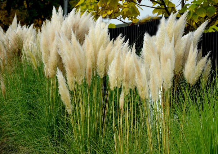 Pampasgräs (Kruka 5 liter)