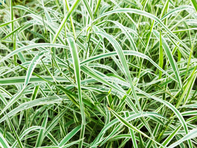 Japansk starr 'Variegata' (Kruka 3 liter)