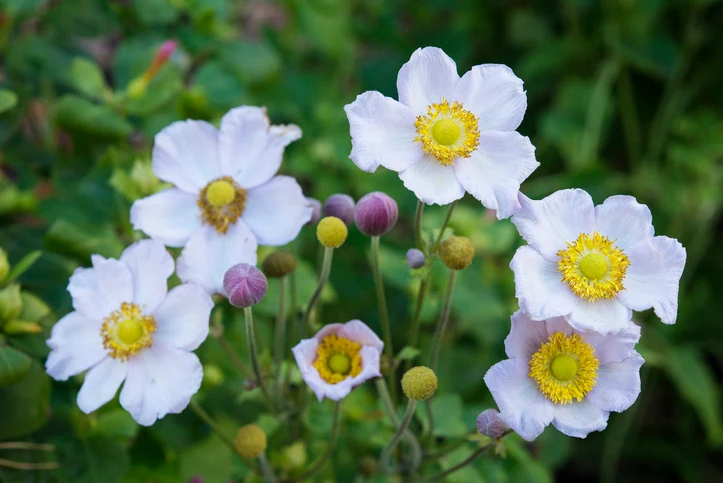 Japansk anemon 'Honorine Jobert' (Kruka 3 liter)